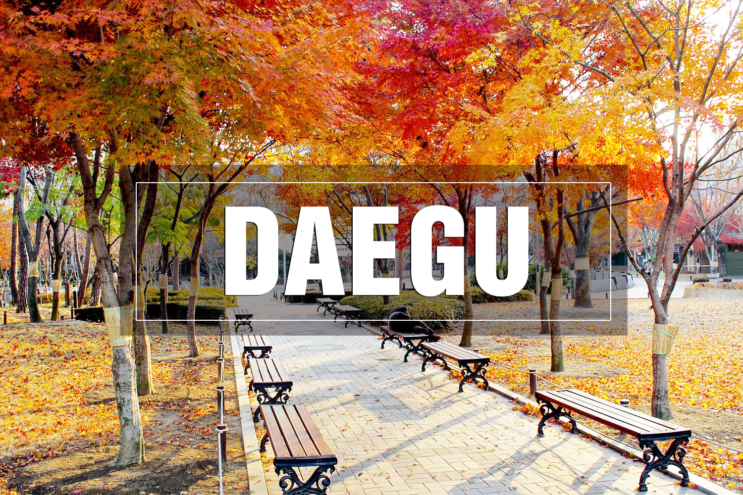 DAEGU
